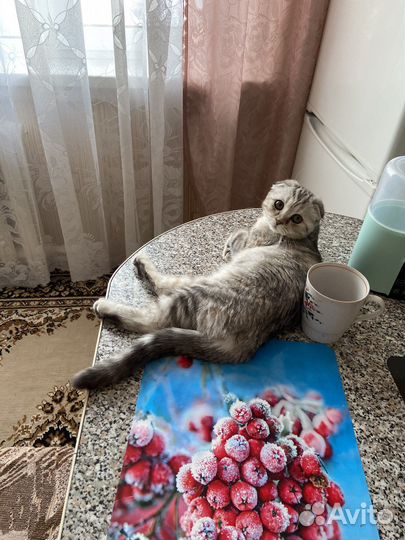 Кошка на вязку
