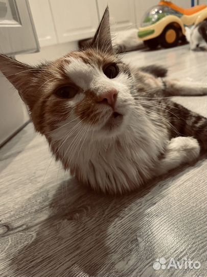 Отдам в добрые руки кошку