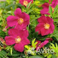 Почвопокровные розы