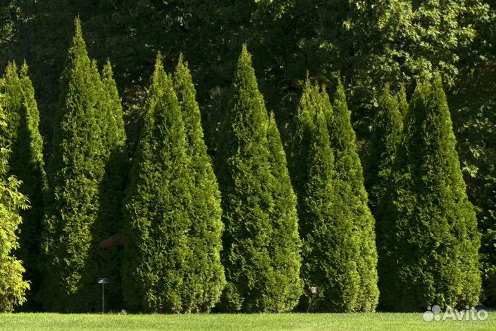 Туя екстра класса