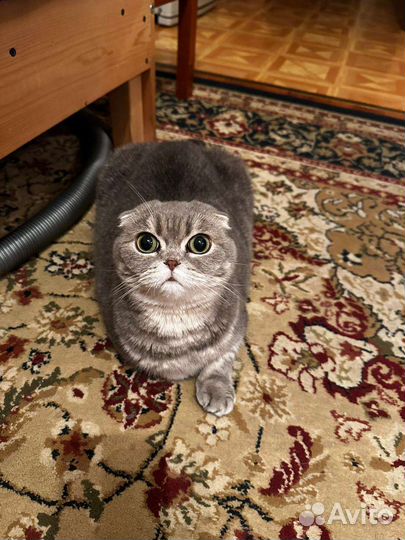 Шотландская вислоухая кошка