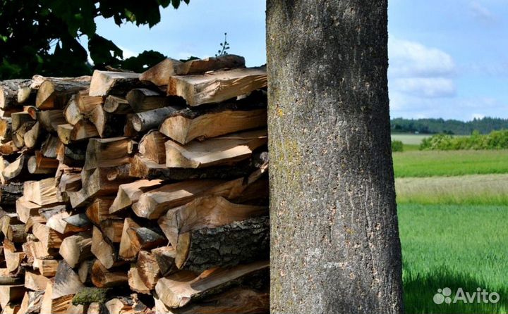 Дрова с Приморска