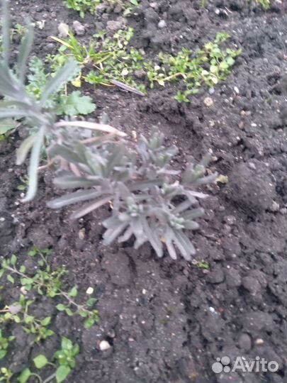 Лаванда саженцы