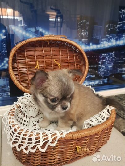 Щенки чихуахуа мини