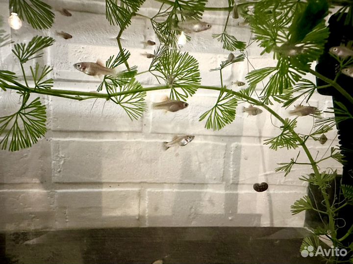 Мальки меченосца