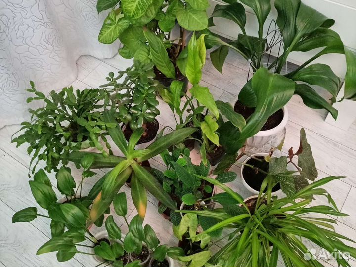 Цветы разные