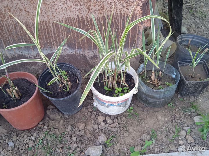 Мискантусы, злаки