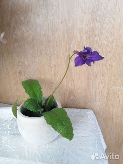 Фиалка, стрептокарпус, хирита