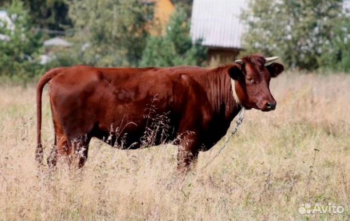 Корова телка