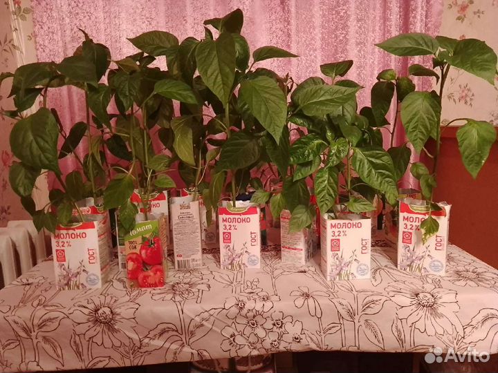 Рассада перцев тепличных