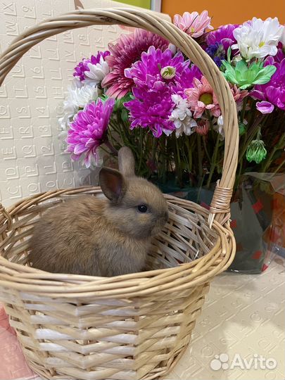 Продаются декоративные крольчата