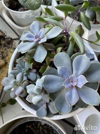 Суккуленты