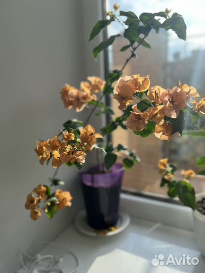 Бугенвиллия