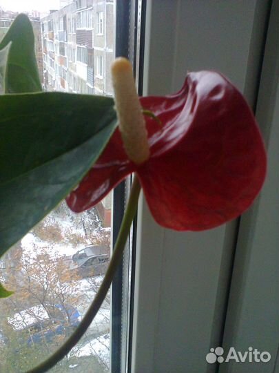 Комнатные цветы антуриум (мужское счастье)