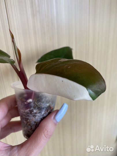 Филодендрон ред андерсон