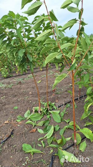 Саженцы черешни на всл