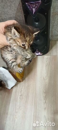 Котята в добрые руки бесплатно