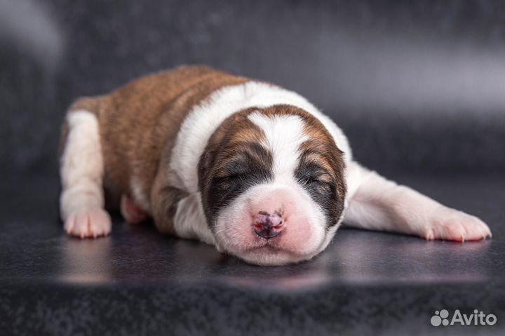 Щенки алабая среднеазиатской овчарки