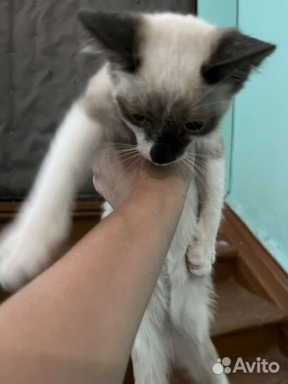 Сиамский кот