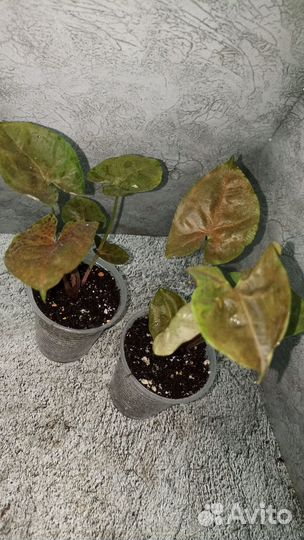 Сингониум мария