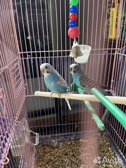 Волнистый попугай с клеткой