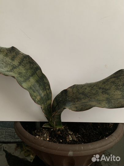 Цветок Сансавьерия стар каньон гранит, сортовая