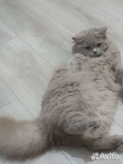 Британская кошка вязка