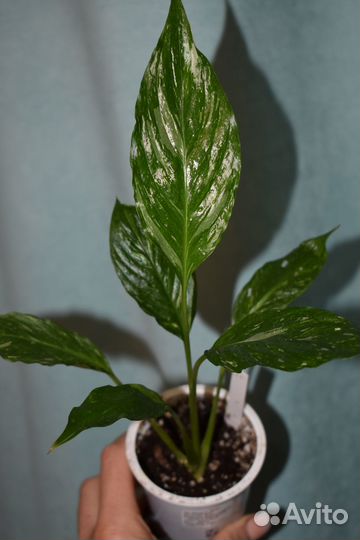 Спатифиллум Домино