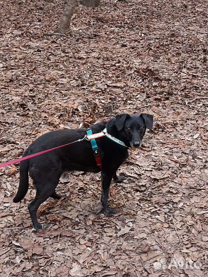 Выгул собак