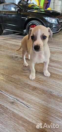 Щенки уиппета