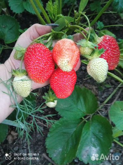 Рассада клубники