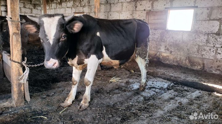 Бычки телачки