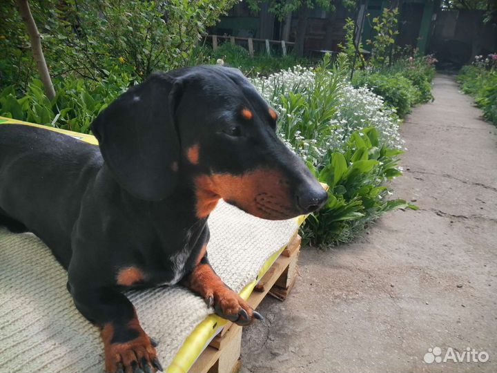 Такса бесплатно