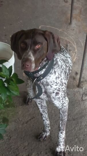 Курцхаар вязка