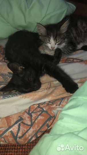 Кошка в дар бесплатно