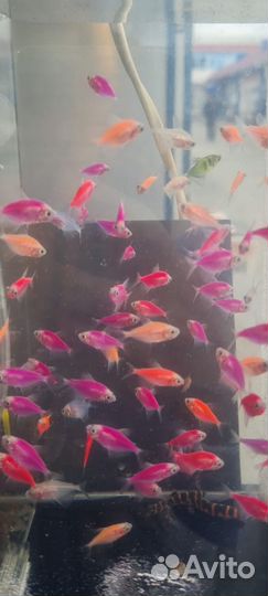 Рыба,животные,попугай