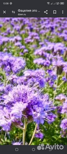 Семена фацелии