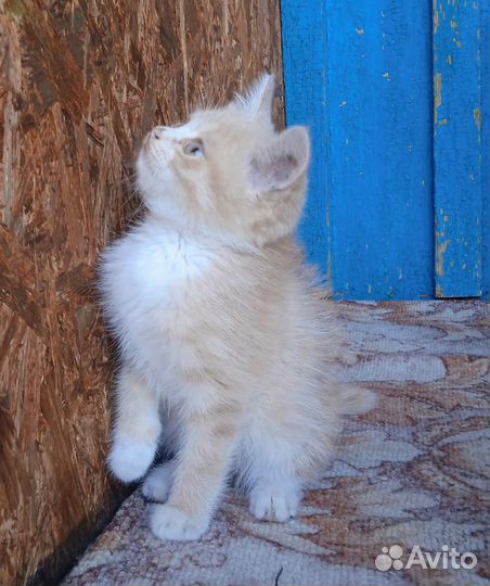 Рыжий котенок (девочка)