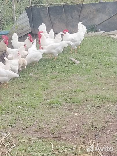 Молодые петухи, Насадкино, Дмитровский район