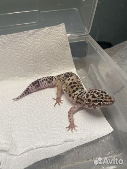 Эублефар самка