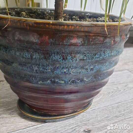 Пальма драцена