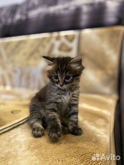 Котята
