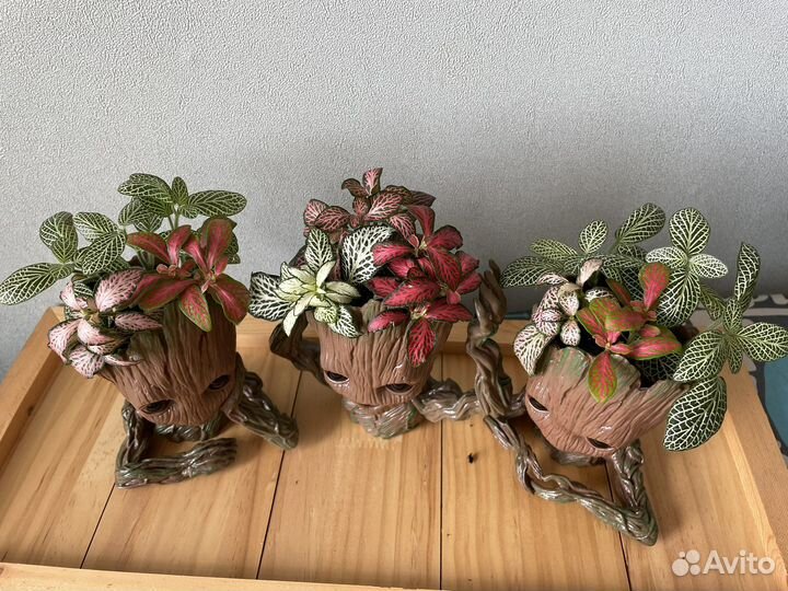 Фитонии композиция