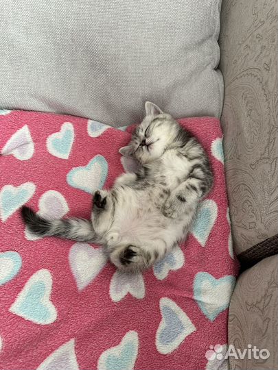Котенок британский