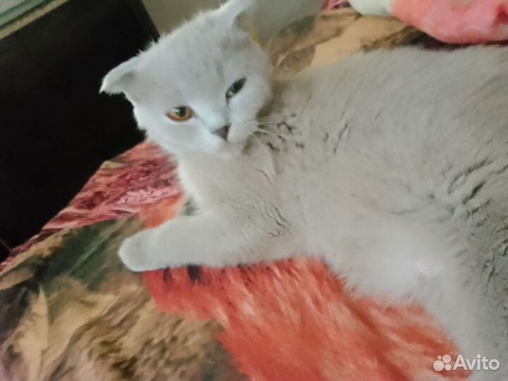 Шотландская