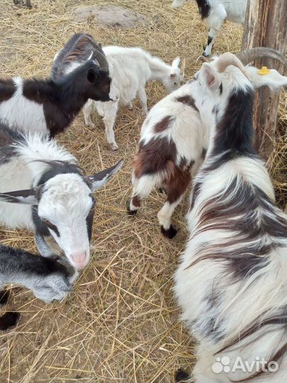 Козлята и козы