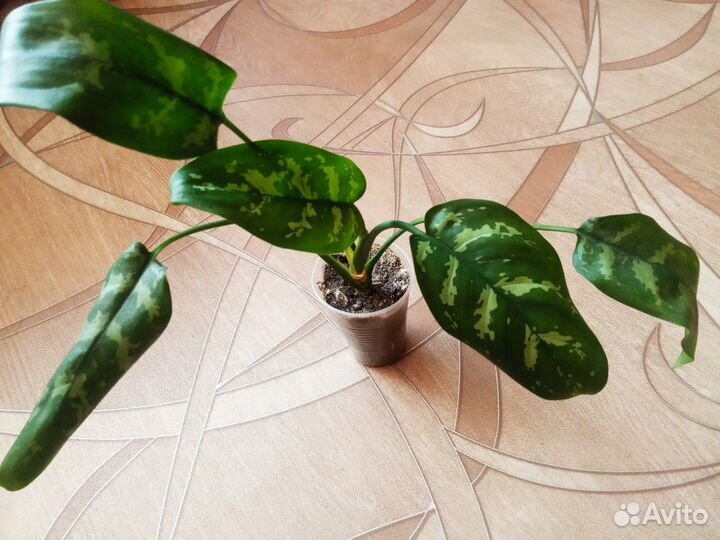 Цветы домашние