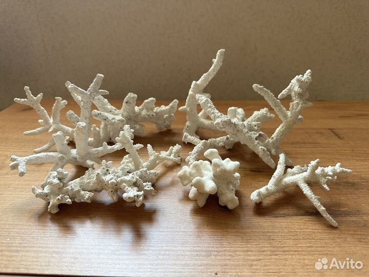 Морские кораллы для аквариума