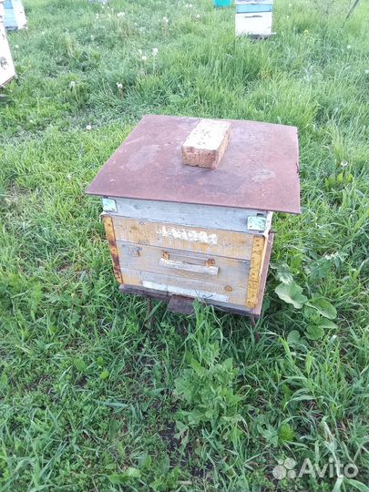 Пчелосемьи с ульями