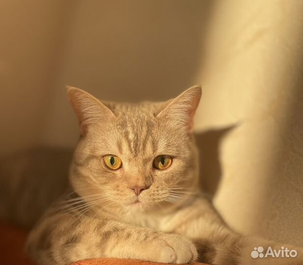 Вязка с британцем